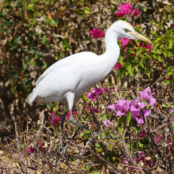 Western Cattle Egret