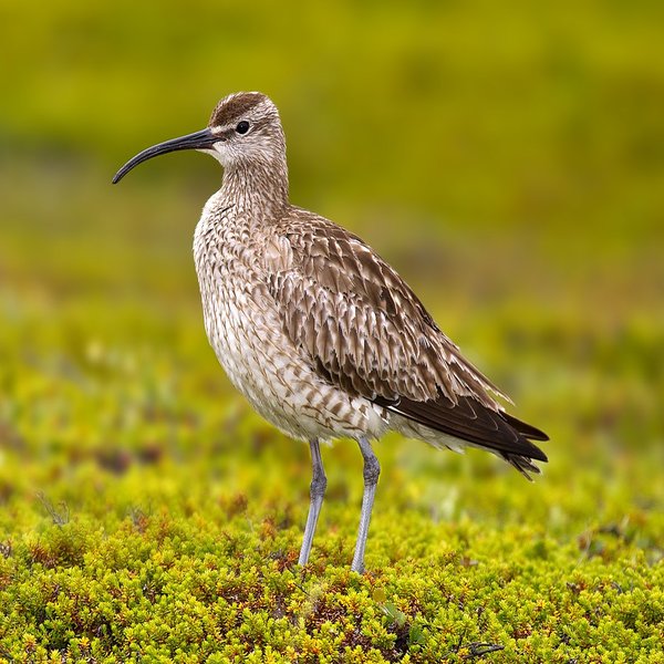Whimbrel
