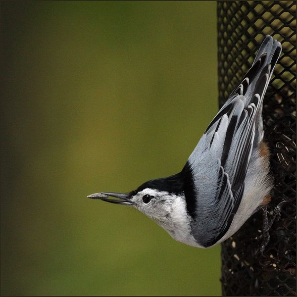 White-breasted Nuthatch