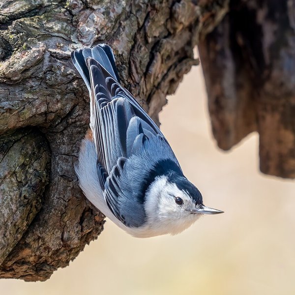 White-breasted Nuthatch