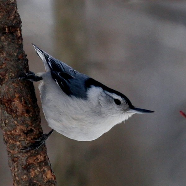 White-breasted Nuthatch