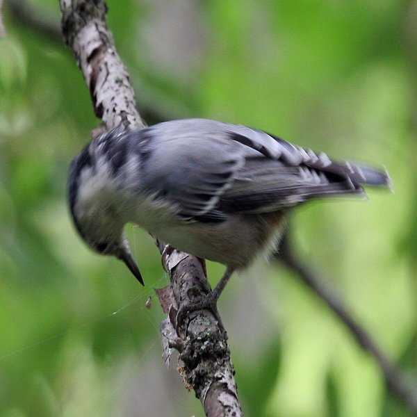 White-breasted Nuthatch