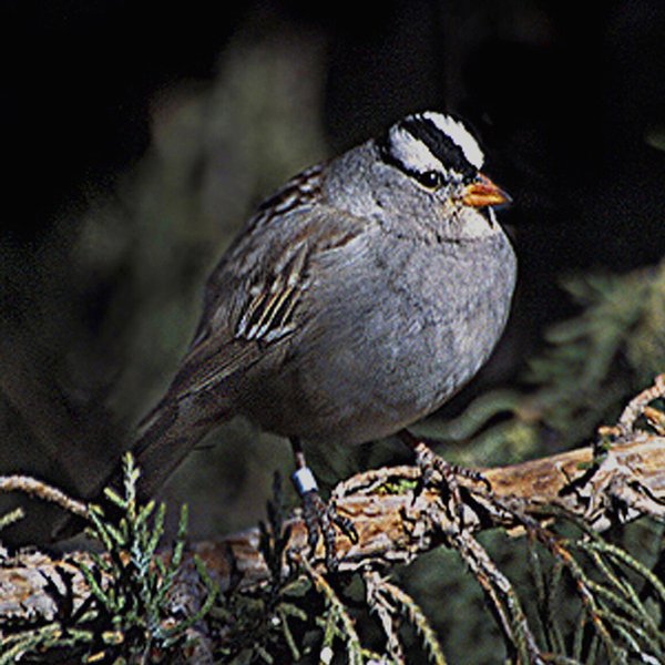 White-crowned Sparrow