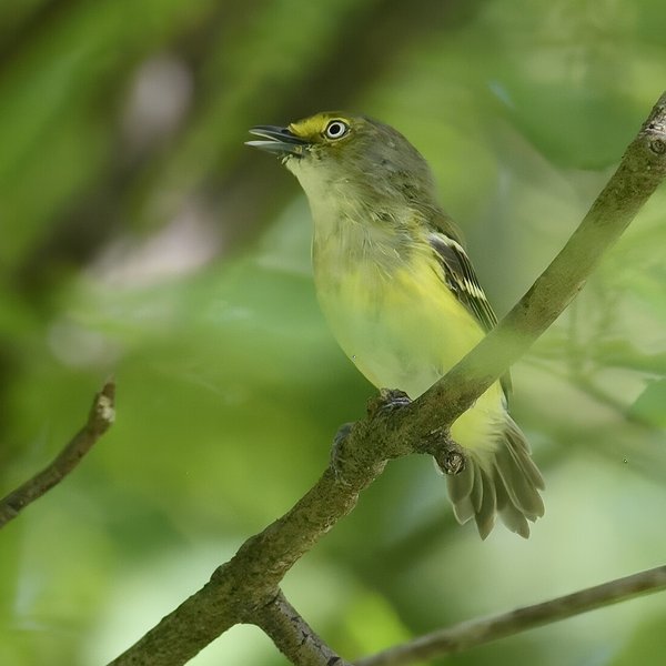 White-eyed Vireo