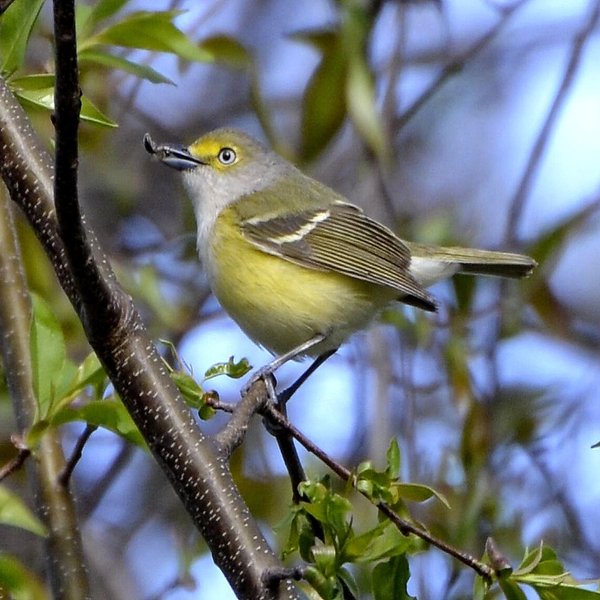 White-eyed Vireo
