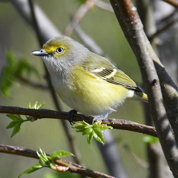 White-eyed Vireo