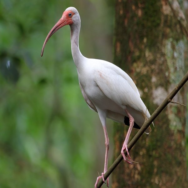 White Ibis