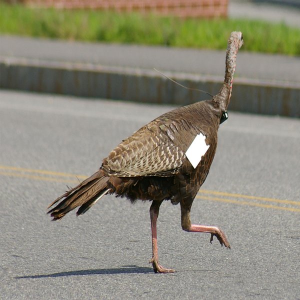 Wild Turkey