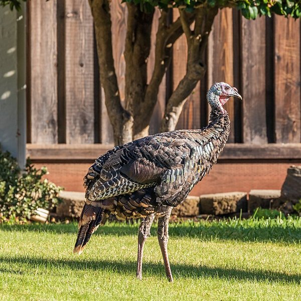 Wild Turkey