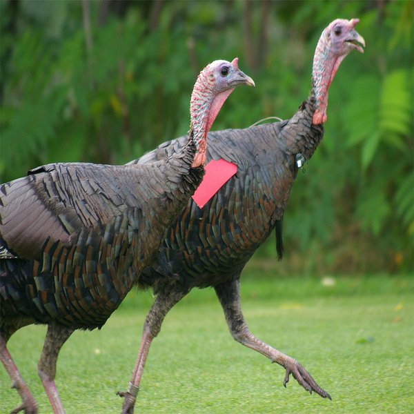Wild Turkey