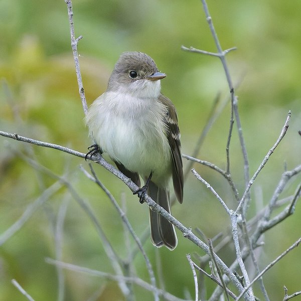 Willow Flycatcher