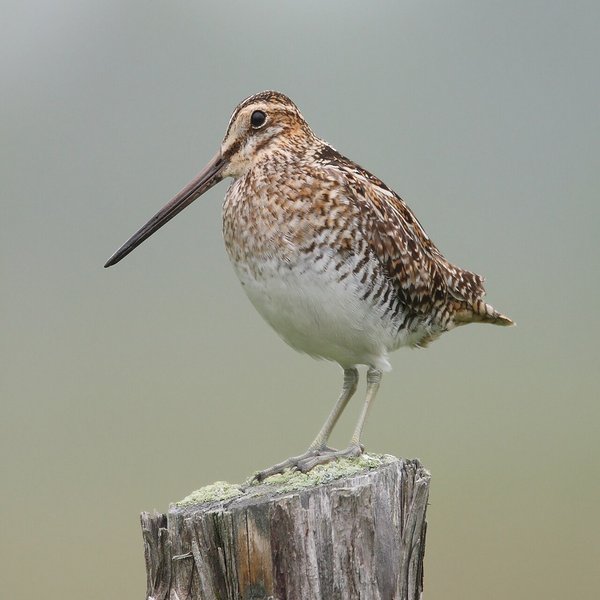 Wilson's Snipe