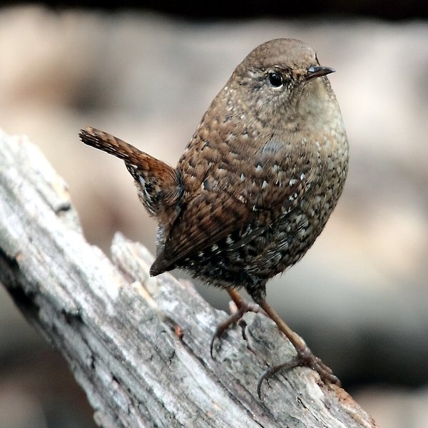 Winter Wren