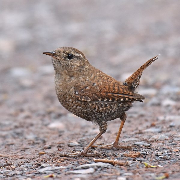 Winter Wren