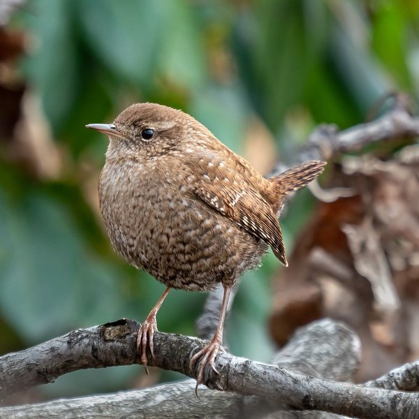 Winter Wren