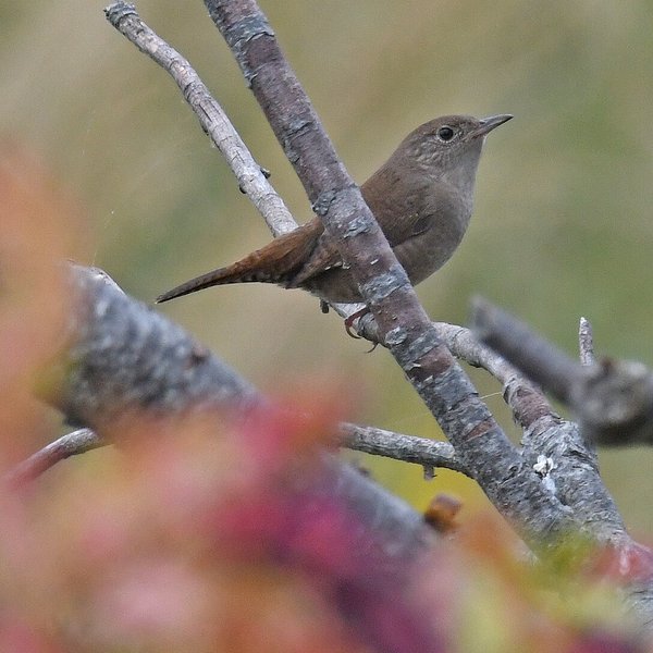 Winter Wren