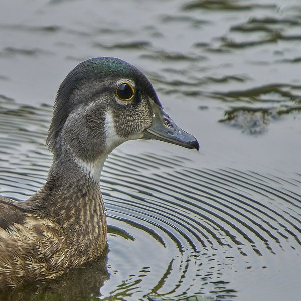 Wood Duck