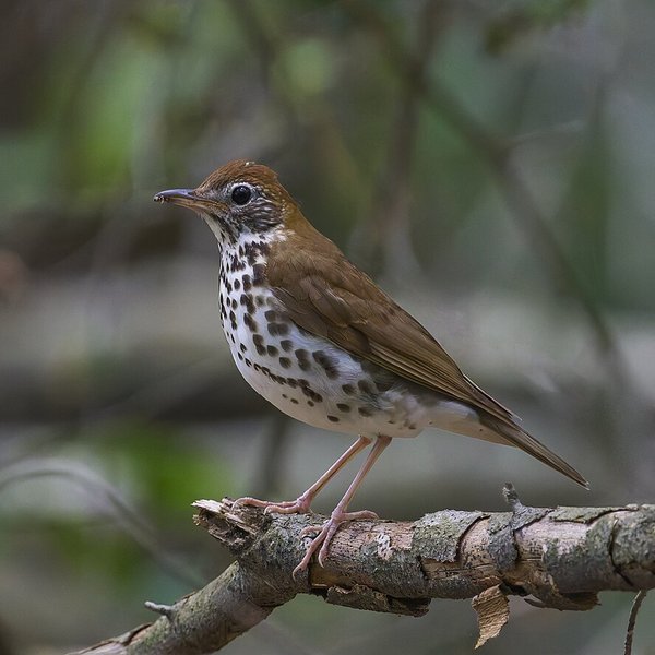 Wood Thrush