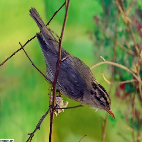Worm-eating Warbler