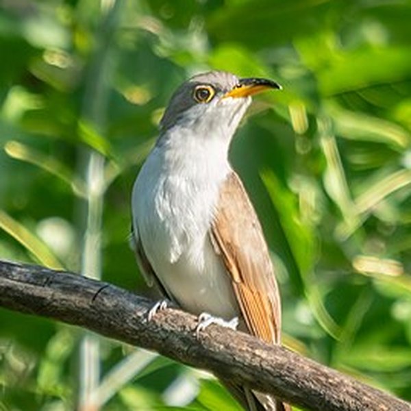 Yellow-billed Cuckoo