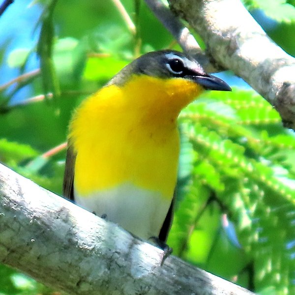Yellow-breasted Chat