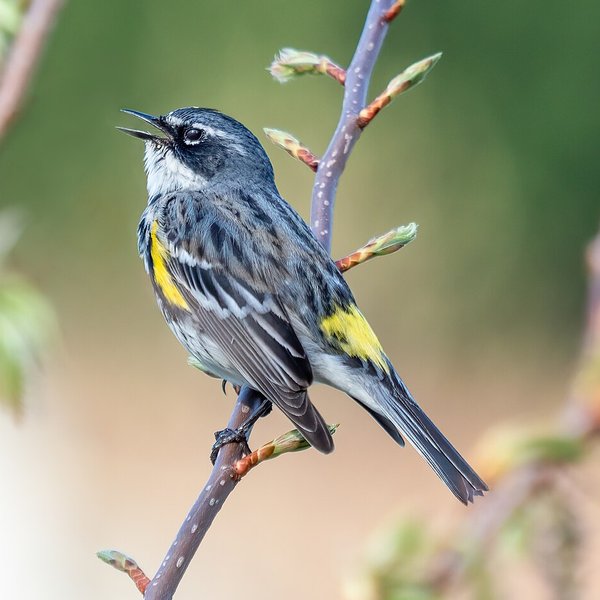 Yellow-rumped Warbler