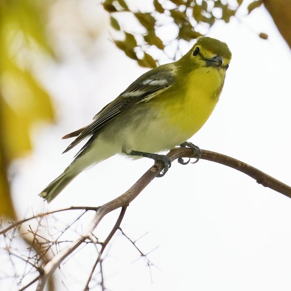 Yellow-throated Vireo