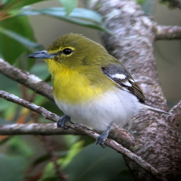 Yellow-throated Vireo