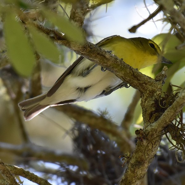 Yellow-throated Vireo
