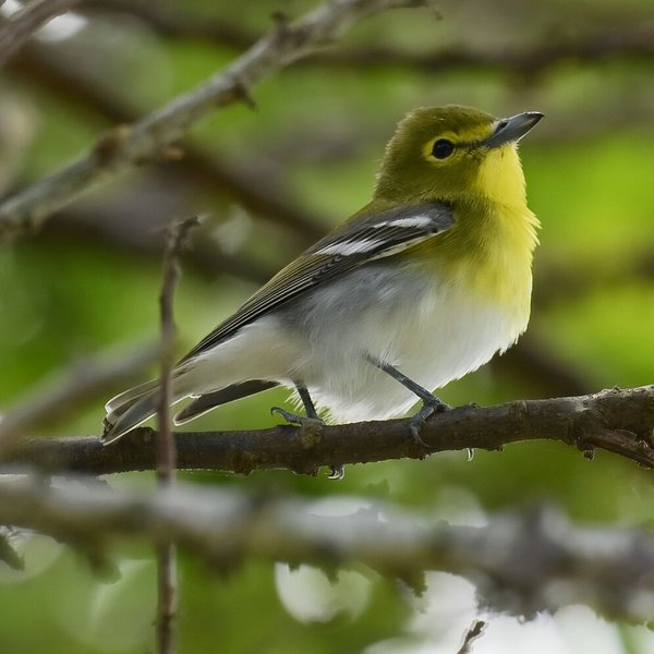 Yellow-throated Vireo