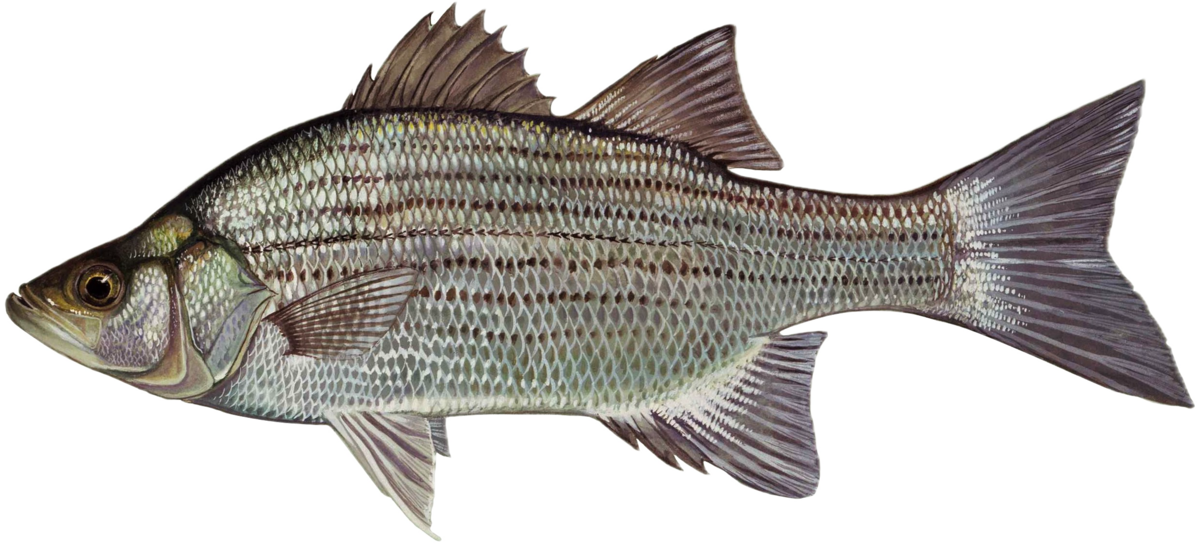 White Bass (Duane Raver / USFWS, public domain)