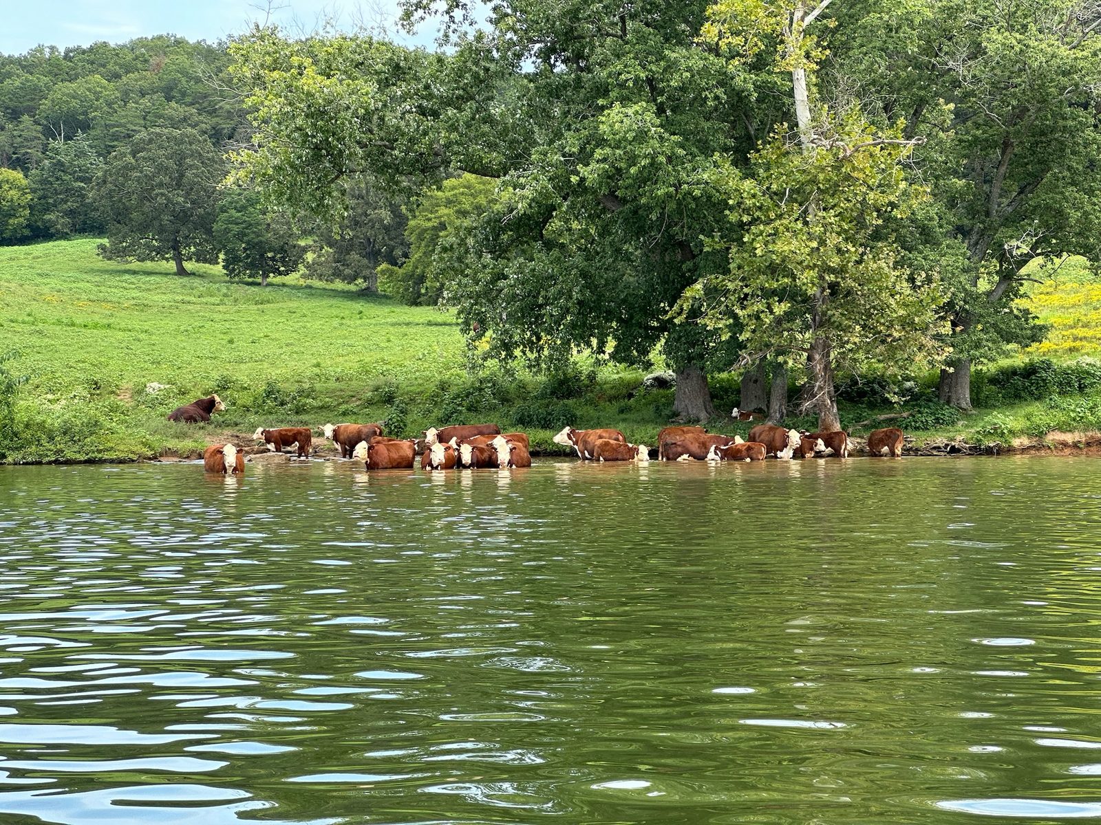 Watts Bar Lake